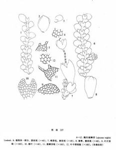 魏氏細鱗苔 魏氏細鱗苔