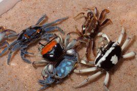 吸血鬼蟹 吸血鬼蟹