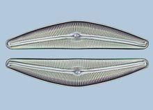 新月橋彎藻 新月橋彎藻