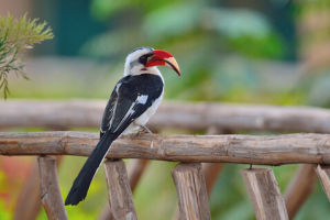扭嘴犀鳥 扭嘴犀鳥