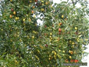 紙房頭鄉 紙房頭鄉