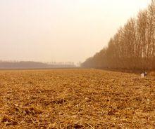 小牛廠村[山東省濟寧市鄒城市中心店鎮下轄村]