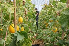 桂蜜12號 桂蜜12號