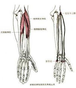尺側腕伸肌 尺側腕伸肌