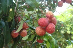 東坡荔園度假村 東坡荔園度假村