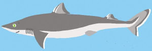 白邊霞鯊 白邊霞鯊