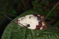 褐脈白錦斑蛾 褐脈白錦斑蛾