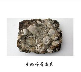 生物碎屑灰岩