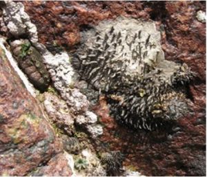 棘刺牡蠣 棘刺牡蠣