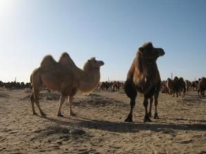 阿拉善駱駝 阿拉善駱駝