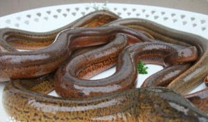 北鰍三代蟲 北鰍三代蟲