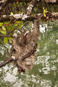 侏儒三趾樹懶，學名“Bradypus　pygmaeus”
