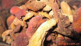 北里鏈輪絲菌崇明變種 北里鏈輪絲菌崇明變種