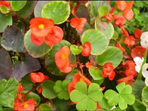 Bedding begonia