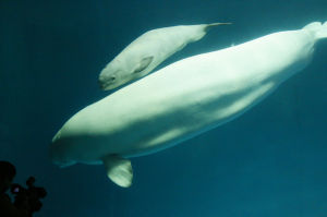 小白鯨與媽媽