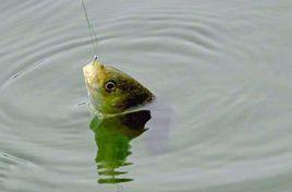 微鉛釣法 微鉛釣法