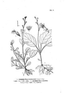 貴州通泉草 貴州通泉草