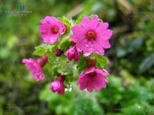 峨眉苣葉報春 峨眉苣葉報春