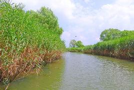 大縱湖蘆盪迷宮 大縱湖蘆盪迷宮