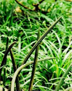 棒葉虎尾蘭 棒葉虎尾蘭