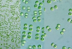 稀孢巴爾比亞藻