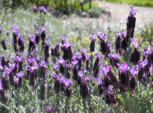 醒目薰衣草精油