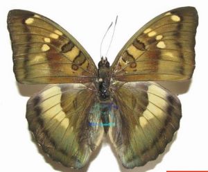 散斑翠蛺蝶 散斑翠蛺蝶