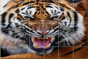 猛虎拼圖 猛虎拼圖