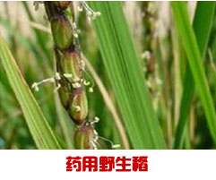 藥用野生稻