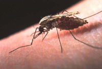 （圖）惡性瘧疾