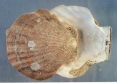 夷蝦扇貝 夷蝦扇貝