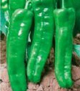 農金椒王 農金椒王