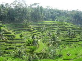 巴厘島烏布 巴厘島烏布