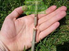 嫁接機套用效果