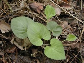 陝西堇菜 陝西堇菜