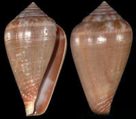 單環芋螺 單環芋螺