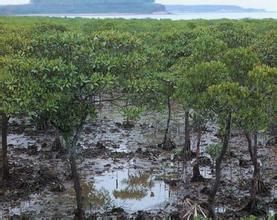 溝口扇窪地型泥炭 溝口扇窪地型泥炭