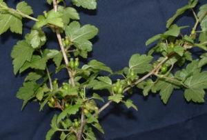 裂葉茶藨子 裂葉茶藨子