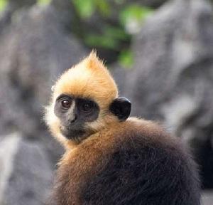 金頭烏葉猴 金頭烏葉猴