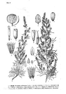 柔毛蒿原變種 柔毛蒿原變種