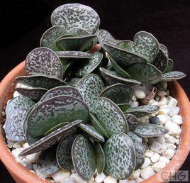 天錦章屬 天錦章屬