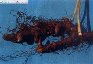 南嶽鳳丫蕨 南嶽鳳丫蕨