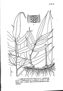 尖齒鳳丫蕨 尖齒鳳丫蕨