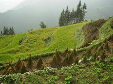 天保村自然資源