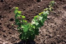 摩爾多瓦葡萄酒