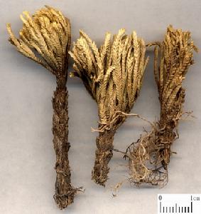 卷柏的藥物形態