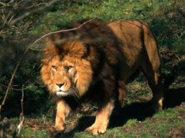 巴巴里獅子 巴巴里獅子