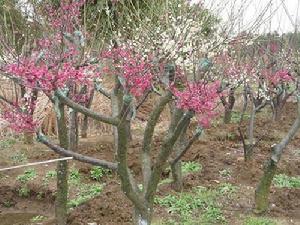 武漢東湖磨山梅園