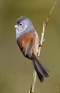 暗色鴉雀 暗色鴉雀