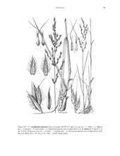 滇西野古草 滇西野古草